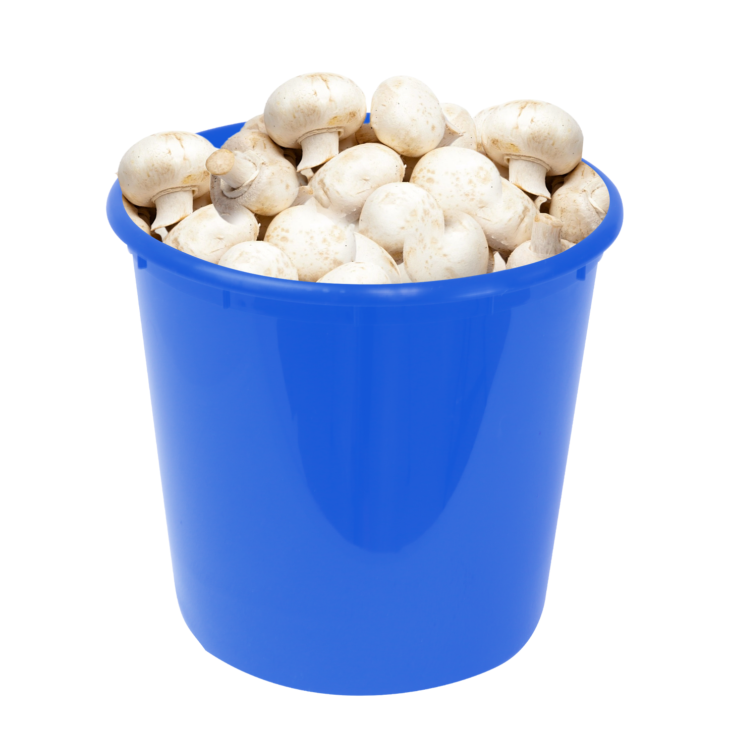 5lb Fresh Cut Produce Pails