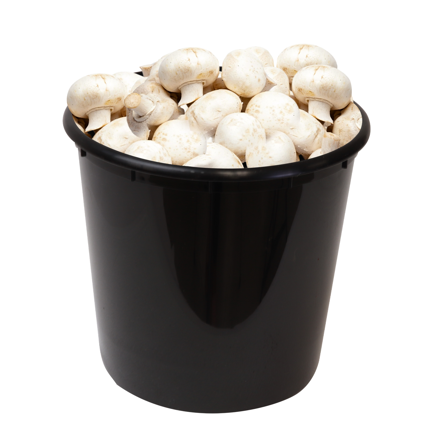 5lb Fresh Cut Produce Pails